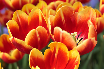 Image showing Orange Tulips