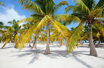 Image showing Palm trees