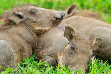 Image showing Baby warthogs sleeping in grass