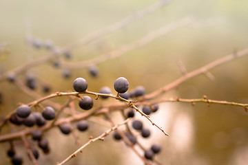 Image showing Autumn background with blackthorn with very shallow focus 