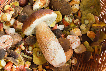 Image showing fresh autumn mushroom founded in forest