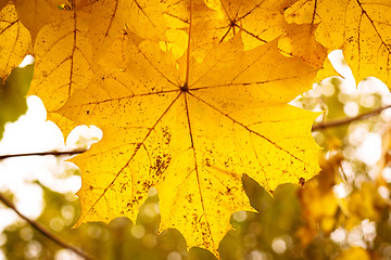 Image showing Autumn maple leaves with shallow focus background 