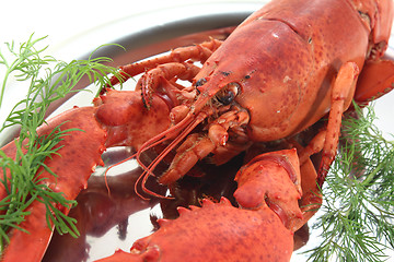 Image showing cooked lobster with dill