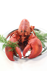 Image showing freshly cooked lobster with dill