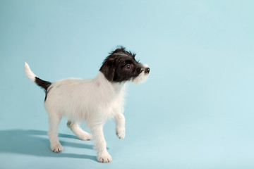 Image showing Parson Jack Russell Terrier