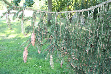 Image showing Spruce with cones