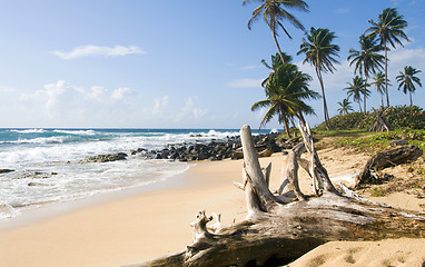 Image showing palm trees undeveloped beach Content Point South End Corn Island