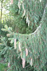 Image showing Fir with spruce-cones