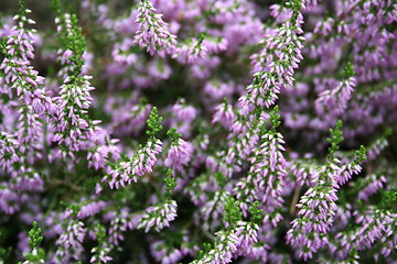 Image showing Lilac heather