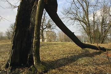 Image showing old tree