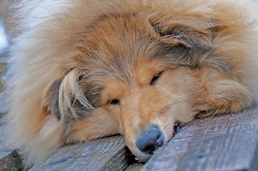 Image showing head of a british Collie dog