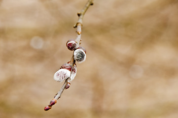 Image showing willow blossom