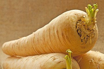 Image showing parsnip