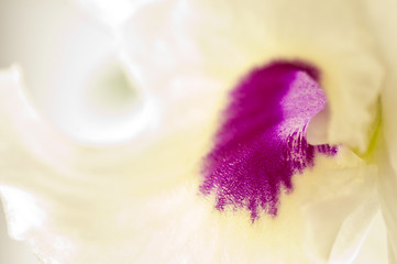 Image showing Dendrobium orchid