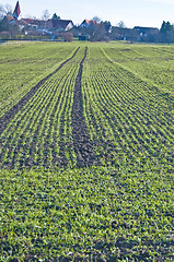 Image showing winter wheat 