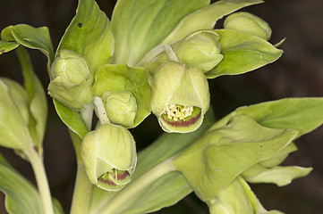 Image showing hellebore