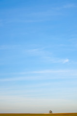 Image showing  tree with blue sky and brown land