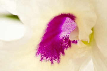 Image showing Dendrobium orchid