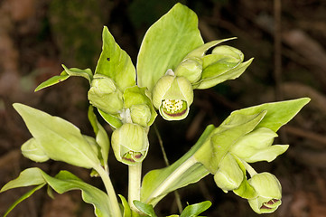 Image showing hellebore