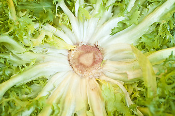 Image showing endive salad