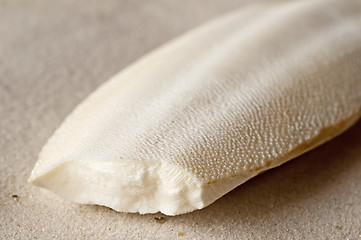 Image showing cuttlebone