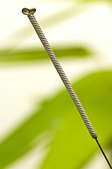 Image showing acupuncture needle