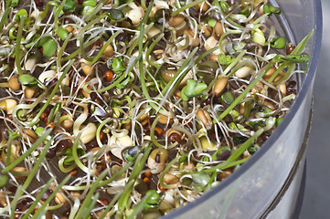 Image showing sprouts