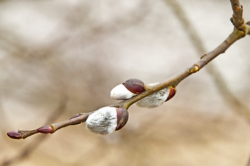 Image showing willow blossom