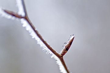 Image showing  winter and spring