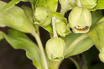 Image showing hellebore