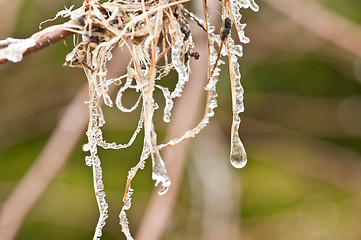 Image showing  winter