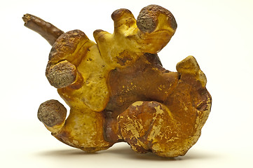 Image showing Reishi engl