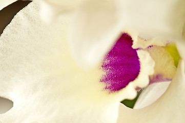 Image showing Dendrobium orchid