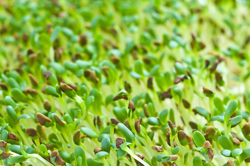 Image showing alfalfa-sprouts