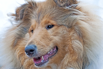 Image showing head of a british Collie dog