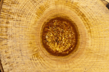 Image showing wood closeup