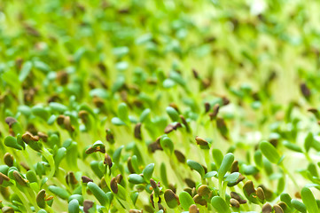 Image showing alfalfa-sprouts