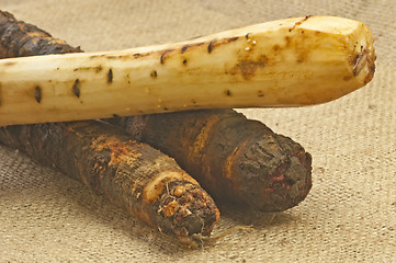 Image showing black salsify