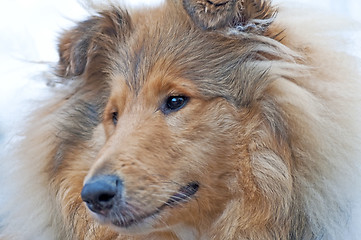 Image showing head of a british Collie dog