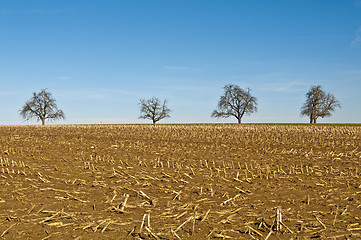 Image showing trees with stubble field