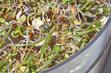 Image showing sprouts