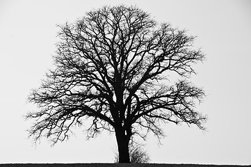 Image showing  tree in wintertime