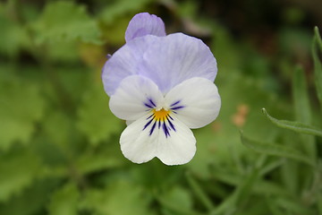 Image showing Wild violet