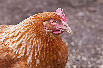 Image showing chicken