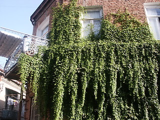 Image showing Ivy