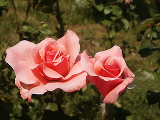 Image showing Roses