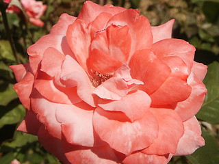 Image showing Pink rose