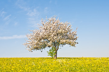 Image showing apple tree blooming