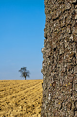 Image showing bark of a tree