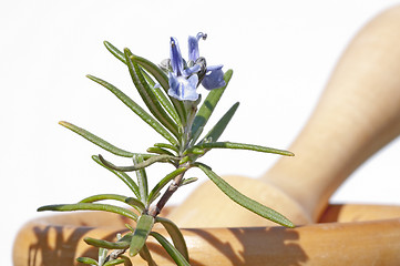Image showing mortar with rosemary